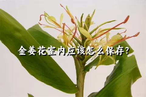 金姜花室内应该怎么保存？