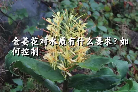 金姜花对水质有什么要求？如何控制