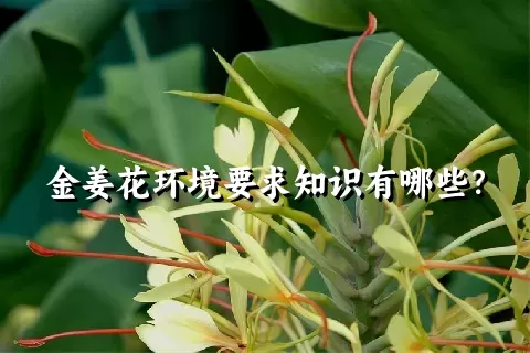 金姜花环境要求知识有哪些？