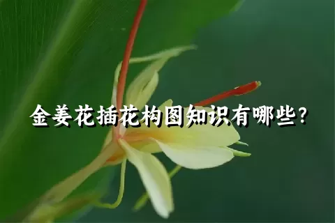 金姜花插花构图知识有哪些？