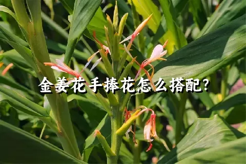 金姜花手捧花怎么搭配？