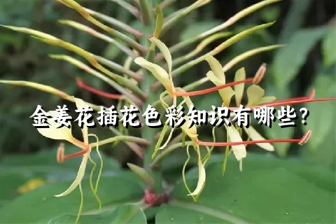 金姜花插花色彩知识有哪些？