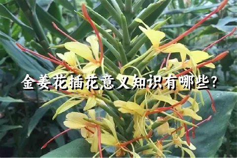 金姜花插花意义知识有哪些？