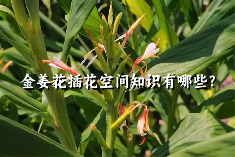 金姜花插花空间知识有哪些？