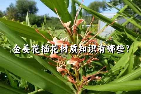 金姜花插花材质知识有哪些？