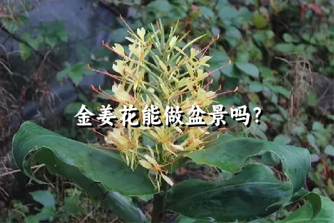 金姜花能做盆景吗？