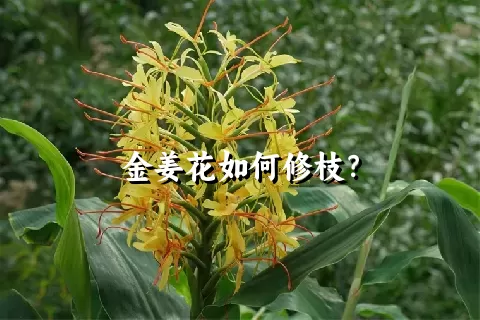 金姜花如何修枝？