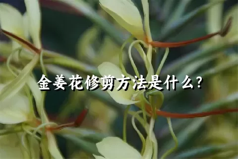 金姜花修剪方法是什么？