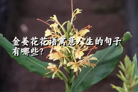 金姜花花语寓意人生的句子有哪些？