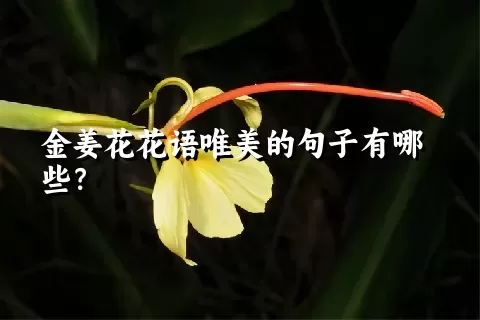 金姜花花语唯美的句子有哪些？