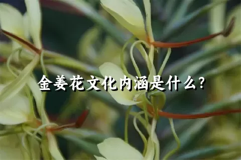 金姜花文化内涵是什么？