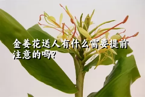 金姜花送人有什么需要提前注意的吗？