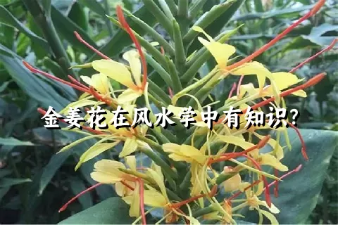 金姜花在风水学中有知识？