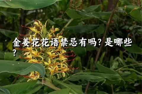 金姜花花语禁忌有吗？是哪些？