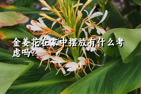 金姜花在家中摆放有什么考虑吗？