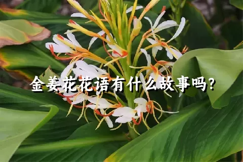 金姜花花语有什么故事吗？