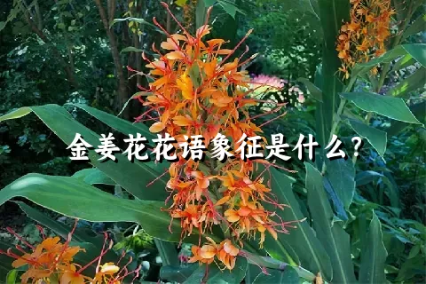 金姜花花语象征是什么？