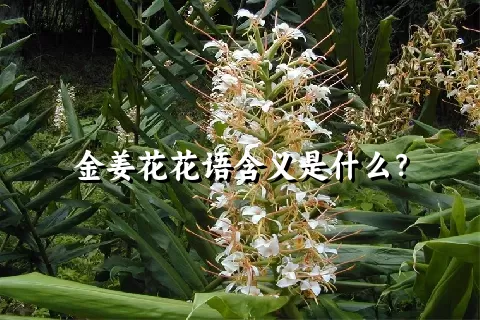 金姜花花语含义是什么？