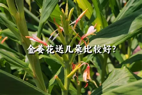 金姜花送几朵比较好？