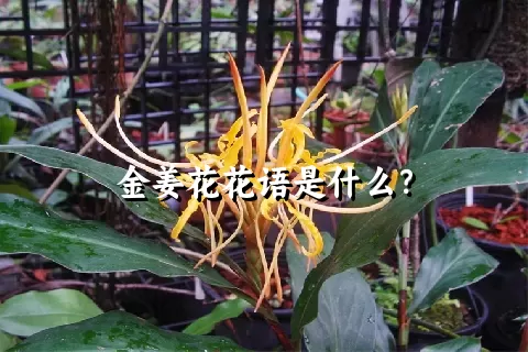 金姜花花语是什么？