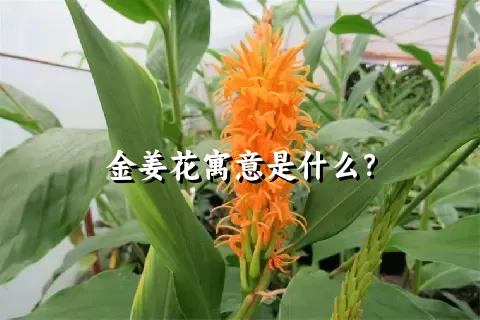 金姜花寓意是什么？