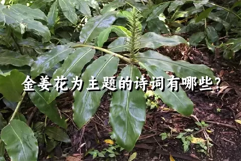 金姜花为主题的诗词有哪些？