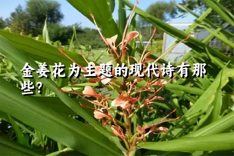 金姜花为主题的现代诗有那些？