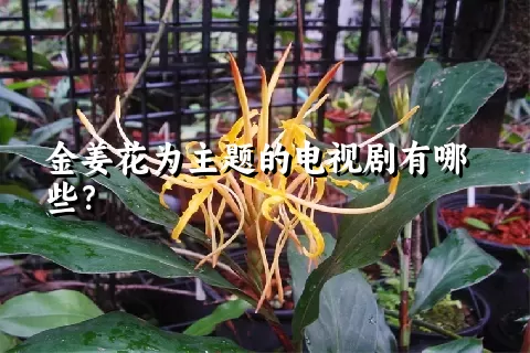 金姜花为主题的电视剧有哪些？