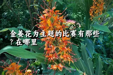 金姜花为主题的比赛有那些？在哪里