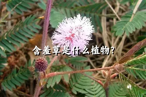 含羞草是什么植物？