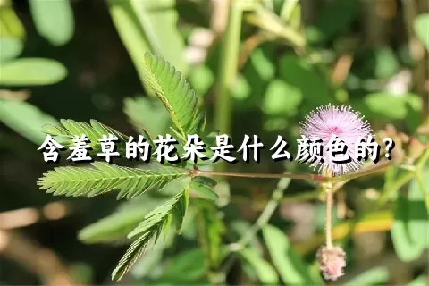 含羞草的花朵是什么颜色的？