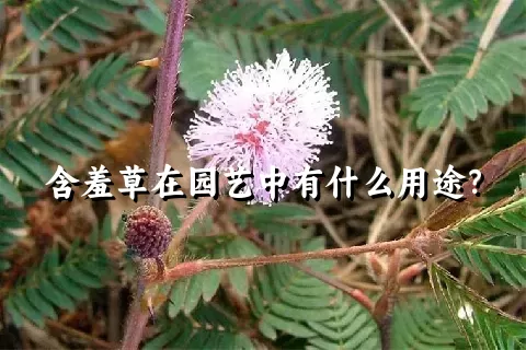 含羞草在园艺中有什么用途？