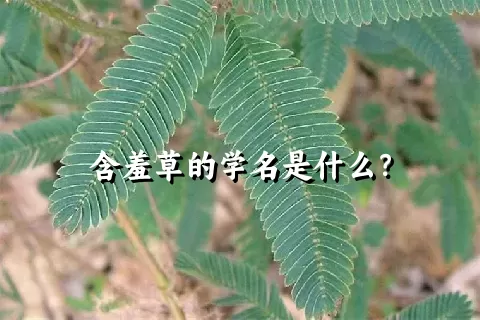 含羞草的学名是什么？