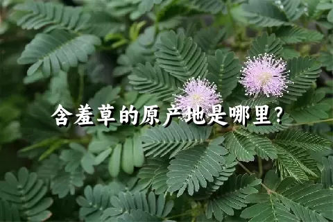 含羞草的原产地是哪里？