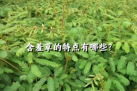 含羞草的特点有哪些？