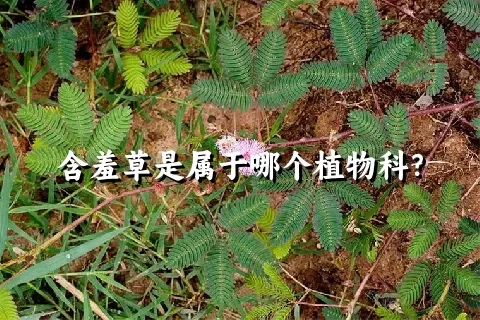 含羞草是属于哪个植物科？