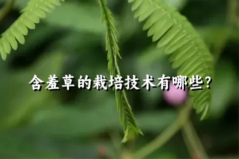 含羞草的栽培技术有哪些？