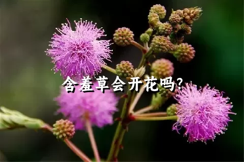 含羞草会开花吗？