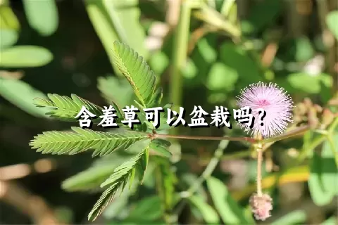 含羞草可以盆栽吗？