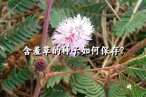 含羞草的种子如何保存？