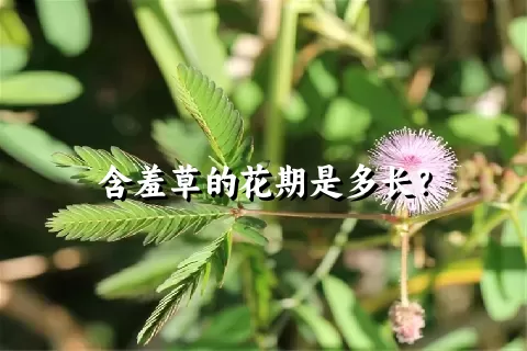 含羞草的花期是多长？