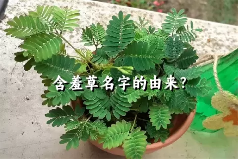 含羞草名字的由来？