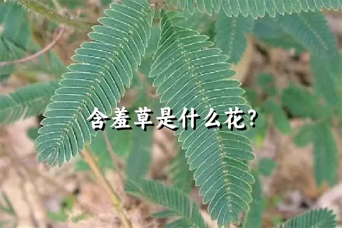 含羞草是什么花？