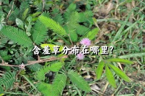 含羞草分布在哪里?