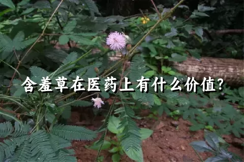 含羞草在医药上有什么价值？