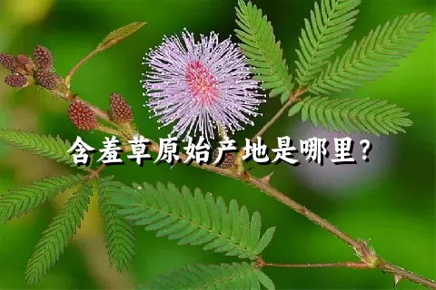 含羞草原始产地是哪里？