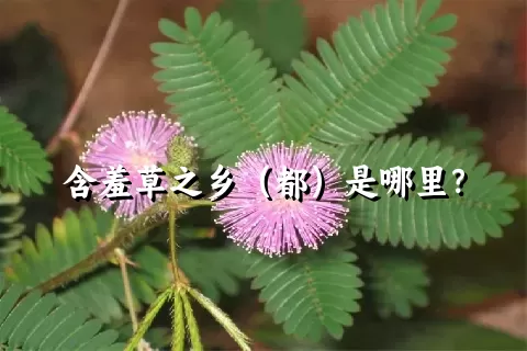 含羞草之乡（都）是哪里？