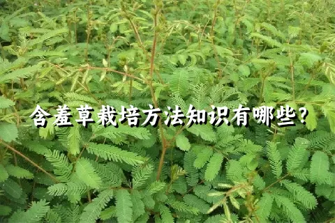 含羞草栽培方法知识有哪些？