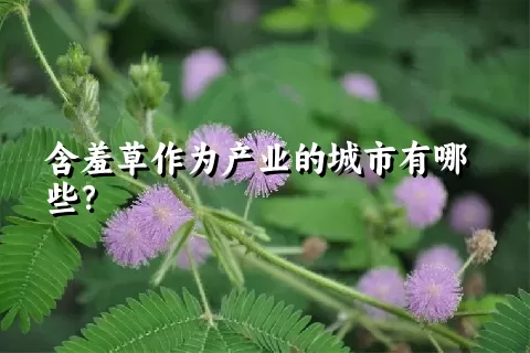 含羞草作为产业的城市有哪些？