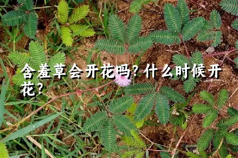 含羞草会开花吗？什么时候开花？